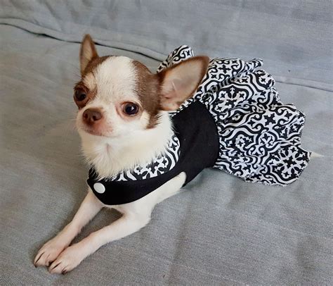 Chihuahua dog clothes. Things To Know About Chihuahua dog clothes. 